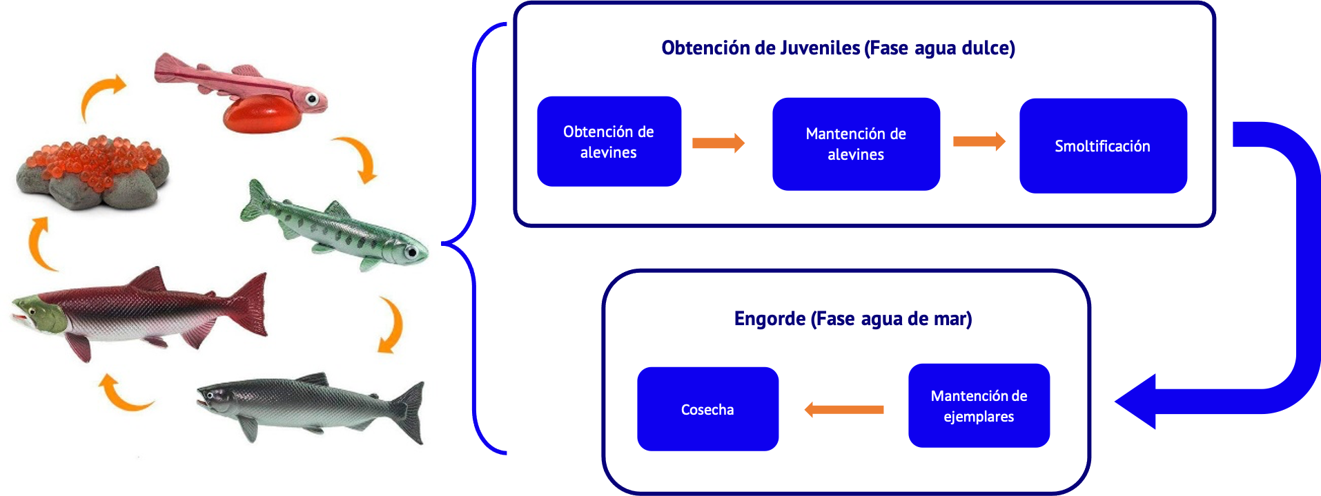proceso-del-cultivo-de-salm-nidos-salmonicultura-wikincar